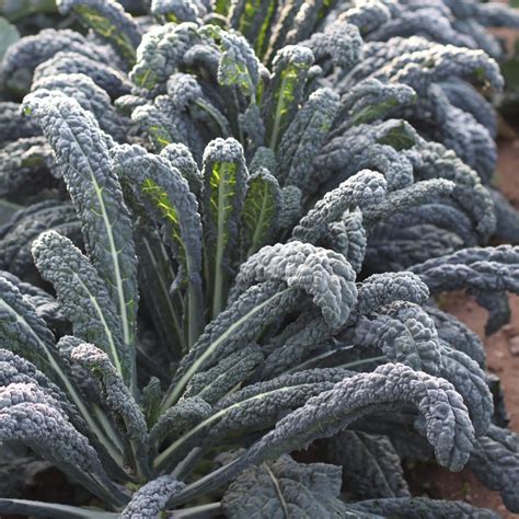 From Garden to Cauldron: Growing Black Kale for Witchcraft